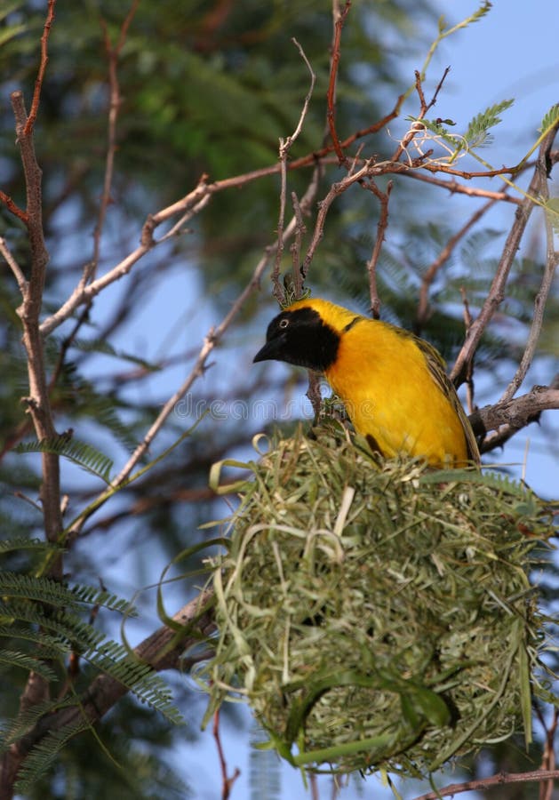 Yellow bird sitting high in air on nest