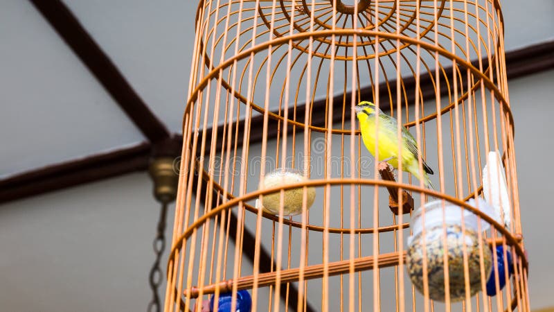 Vista ravvicinata di uccello di legno stile gabbia.