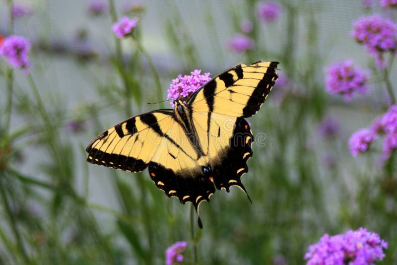 Yellow and Black Butterfly