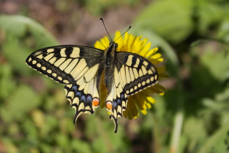 A Yellowblack Butterfly with Blue and Orange Spots Sits on a Yellow Flower. Stock Image Image