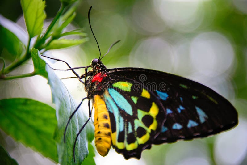 Yellow and Black Butterfly