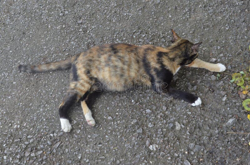 Yellow and Black Cat on the Floor Stock Photo Image of yellow, kitten