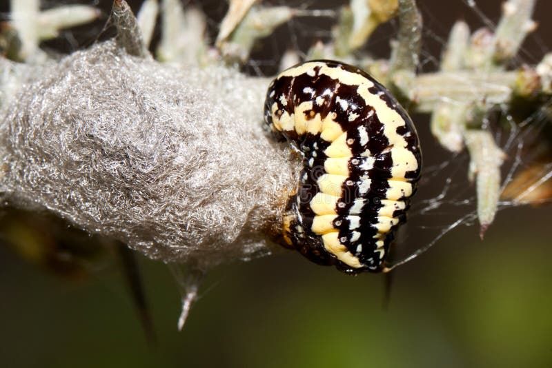 Yellow and Black Caterpillar Stock Photo Image of detail, animal