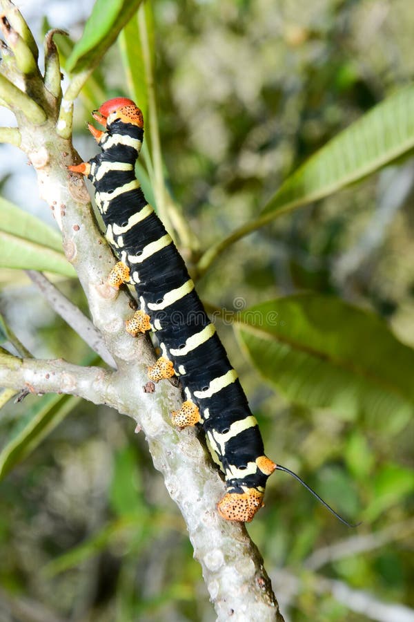 Yellow and Black Caterpillar Stock Photo Image of beauty, nature