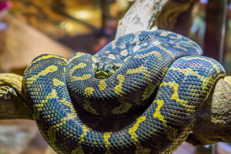 Yellow with black coiled up snake on a branch, closeup of a tropical reptile