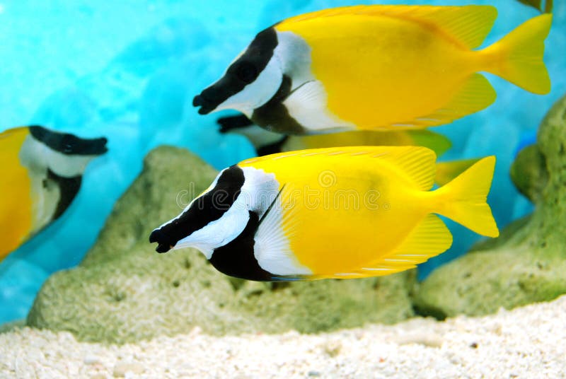 Yellow and black fishes stock image. Image of underwater 2902879