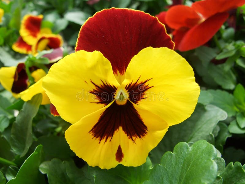 Yellow and Black Flower Pansies Closeup of Colorful Pansy Flower Stock ...
