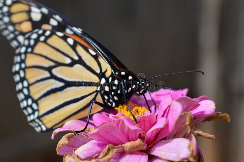 Monarch butterfly on zinnia flower stock image Monarch butterfly on zinnia flower stock image