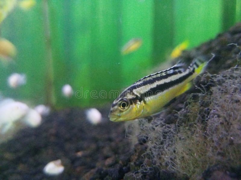 1,271 Yellow Black Striped Fish Aquarium Stock Photos Free & RoyaltyFree Stock Photos from