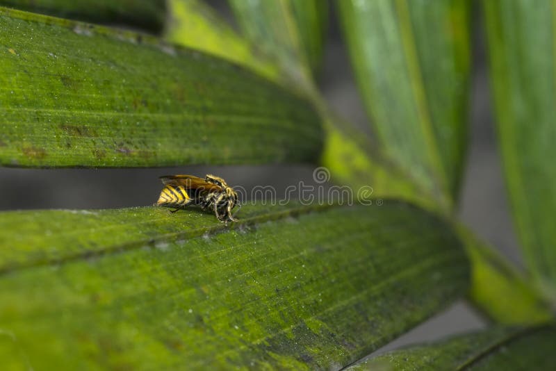 Yellow and Black Striped Wasp Resting on a Leaf Stock Photo Image of garden, detail 95601438