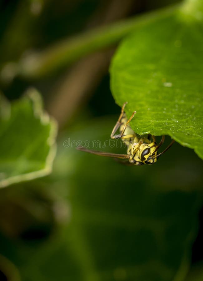 Yellow and Black Striped Wasp Resting on a Leaf Stock Image Image of nature, beautiful 95601401