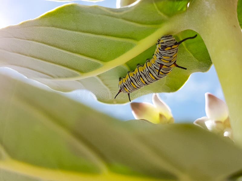 Black Worm Eating Chlorophyll Patiently Stock Image Image of yellow