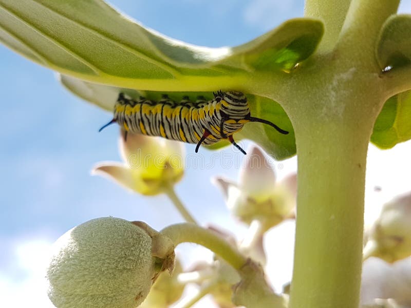 Yellow and black worm stock photo. Image of branch, nature 182871600