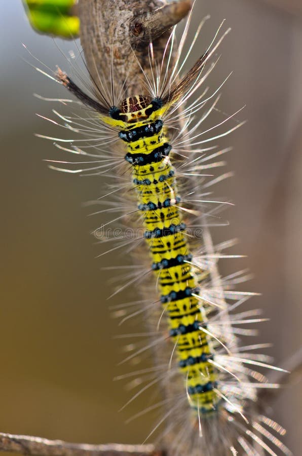 Black And Yellow Caterpillar Hairy Clearance Prices