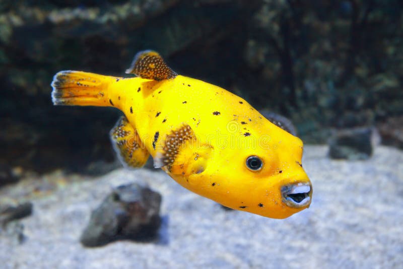 Yellow Puffer Fish Diving Indonesia Stock Photo Image of porcupine
