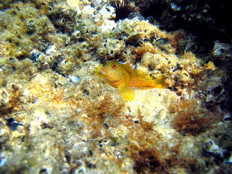 Yellow Blenny stock photo. Image of ecosystem, sealife 19949668