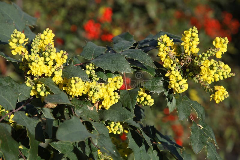 Yellow Bloom of the Mahonia Aquifolium Stock Image Image of plant