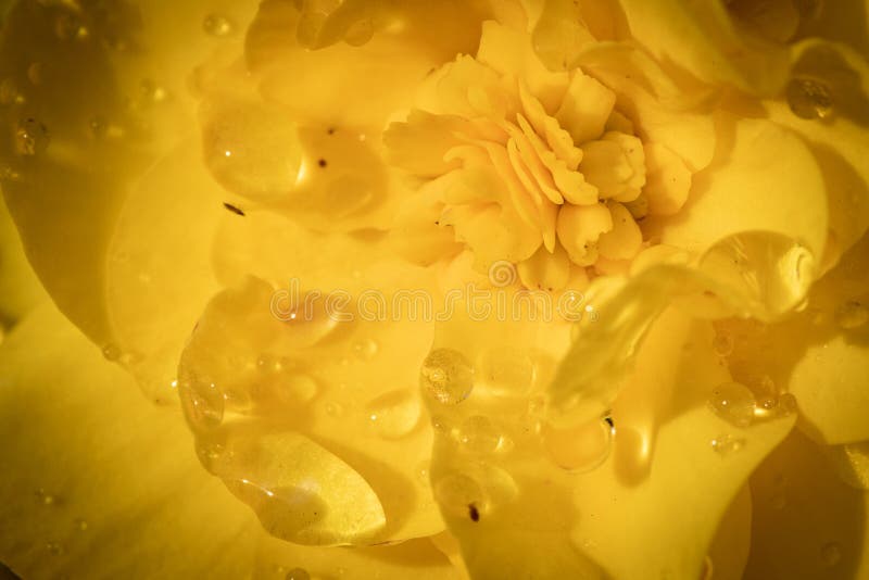 Yellow Blooming Flower. Spherical Yellow Flower Stock Image Image of fresh, holiday 154422857