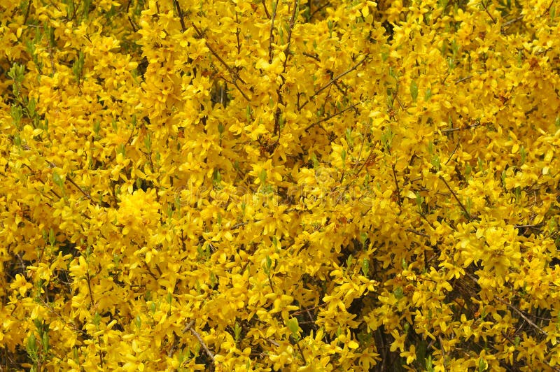 Download Yellow blooming forsythia stock image. Image of background ...