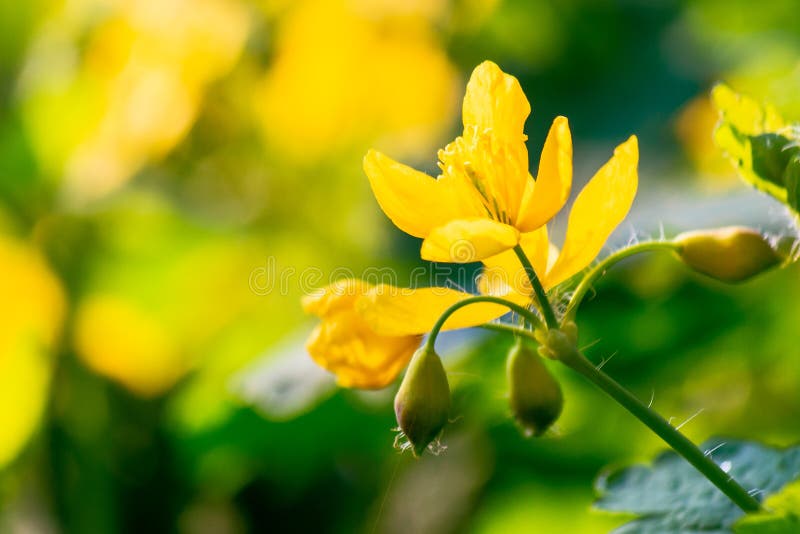 Yellow blooming of the greater celandine. the plant from poppy family