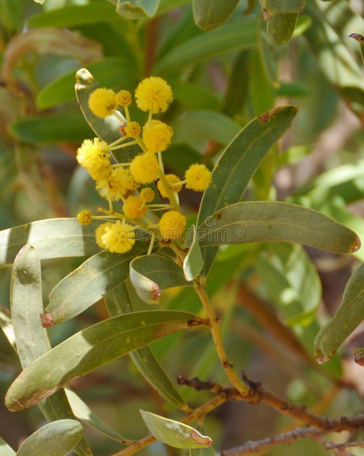Yellow Blooming Mimosa Flowers Stock Photo Image of color, bushes