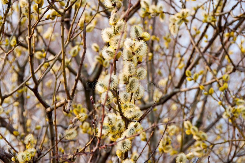 Blooming willow branches stock image