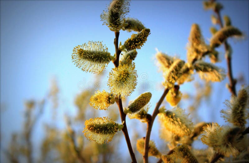 Yellow blooming willow branches royalty free stock images