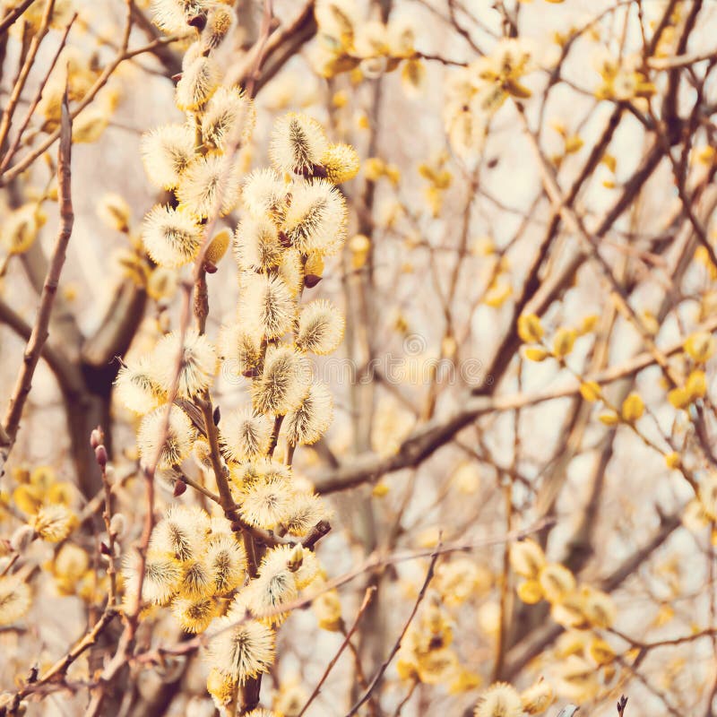 Yellow blooming willow branches royalty free stock images
