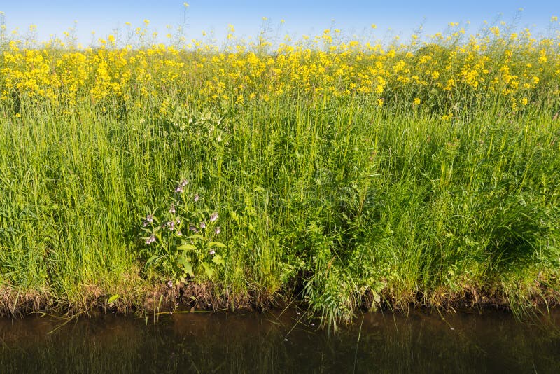 Yellow Blooming Plants at the Edge of a Ditch Stock Image Image of