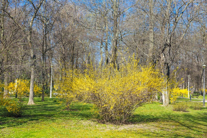 Yellow Blooming in Spring Park Stock Photo Image of scene, natural