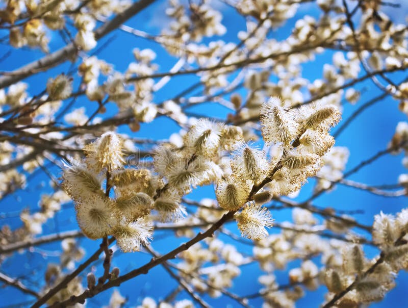 Yellow blooming willow stock images
