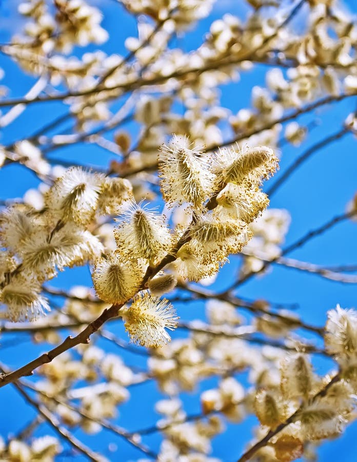 Yellow blooming willow stock photography