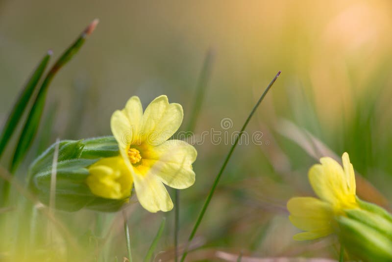 Yellow blossom of common cowslip