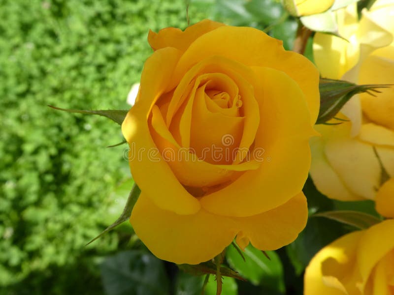 Rose Bush with Light Pink Blossom Waterdrops in the Garden Stock Image ...