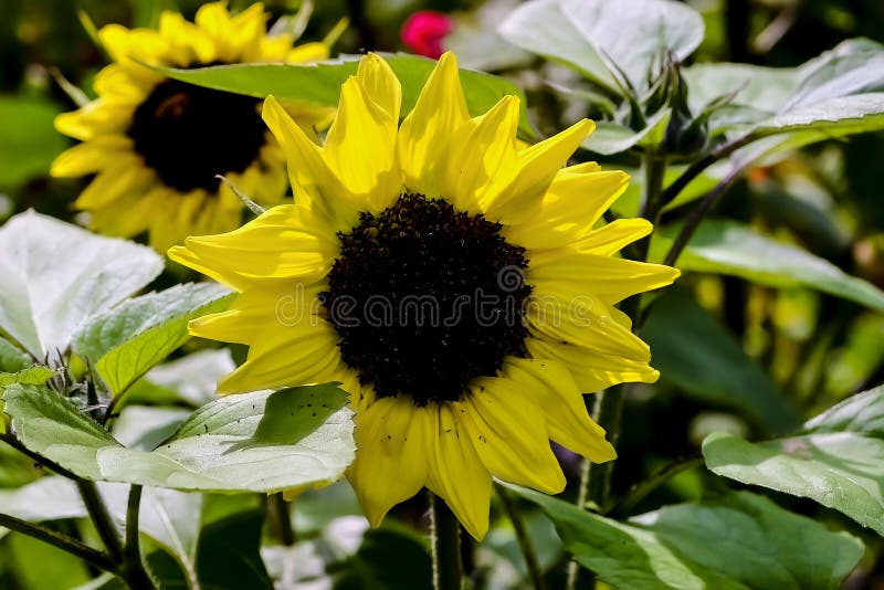Yellow Blossom of a Sunflower, Helianthus Annuus, in Summer, Bavaria ...