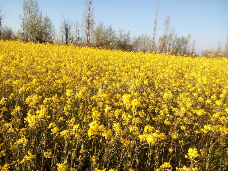 Yellow blossoms of mustard stock photo. Image of mustard 69041598