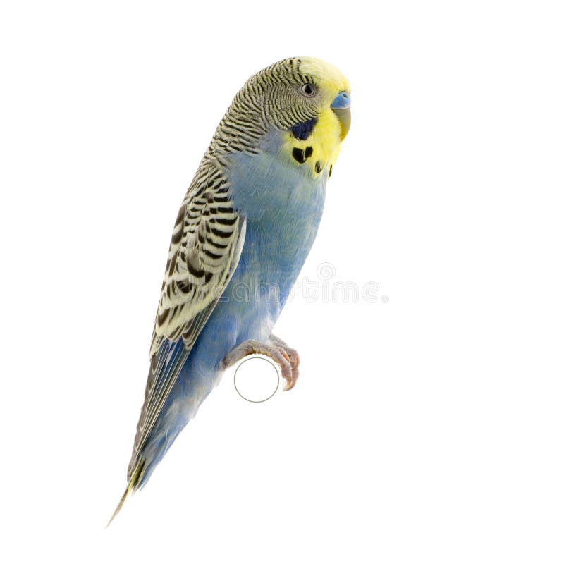 budgie-blue-and-white-bird-picture-id980004796 (736×1024)