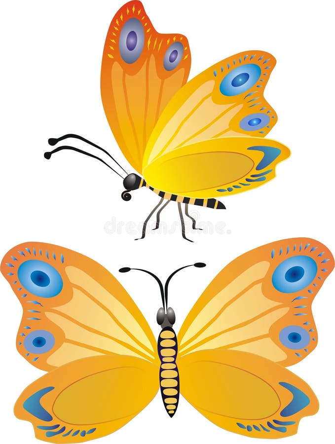 Yellow and blue butterfly