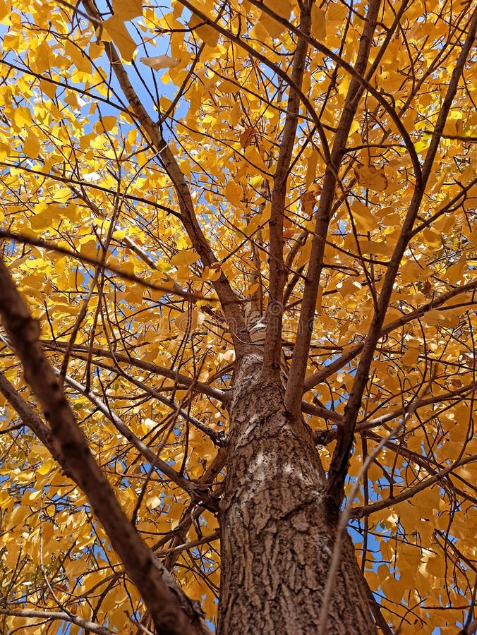 Yellow, blue, infinity of autumn stock image