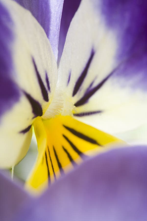 Yellow and Blue Pansy