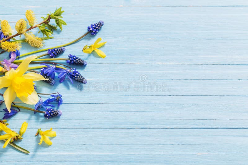 The yellow and blue spring flowers on wooden background