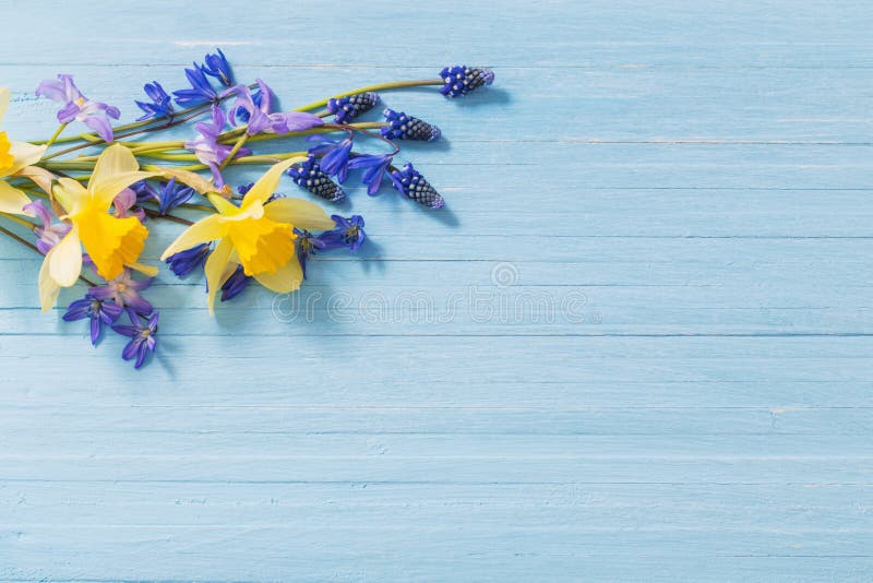 Yellow and blue spring flowers on wooden background