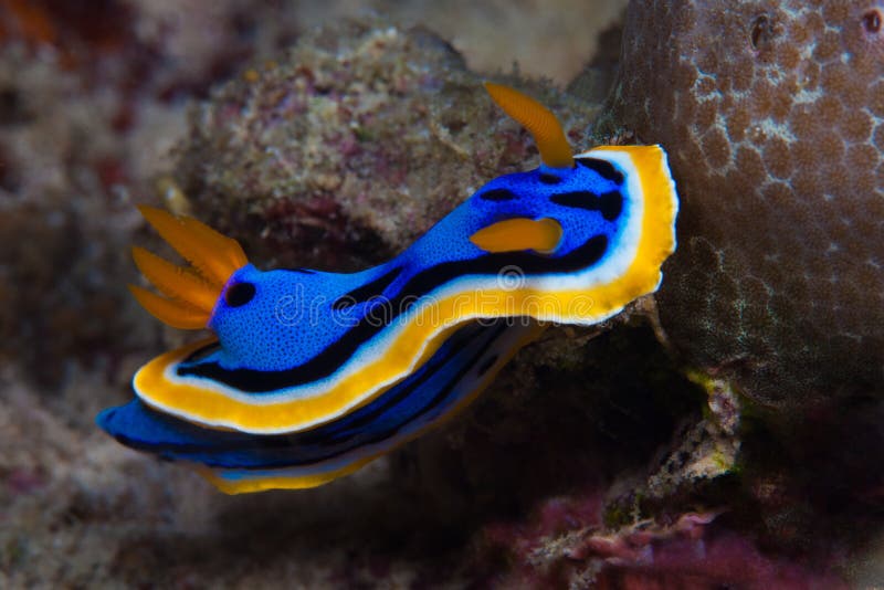 Yellow, blue, white, purple and black nudibranch. Underwater photo. Philippines