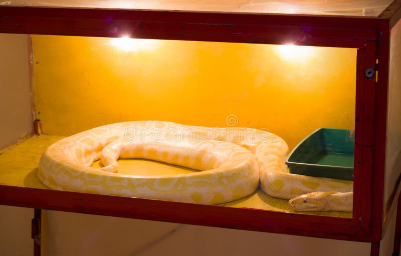 The Yellow Boa Constrictor in the Terrarium Stock Photo Image of