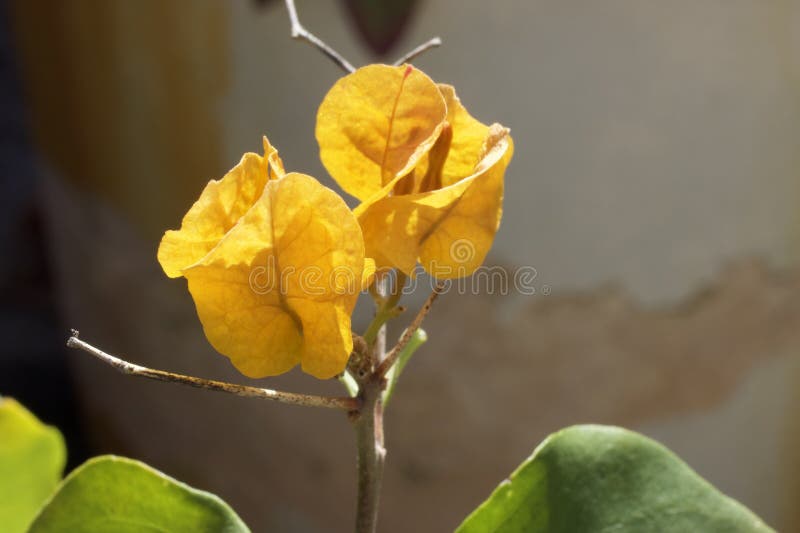 Yellow bougainvillea stock image. Image of macro, yellow 270730361