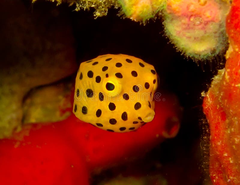 Yellow box fish stock image. Image of asia, cowfish, cornuta 44903503