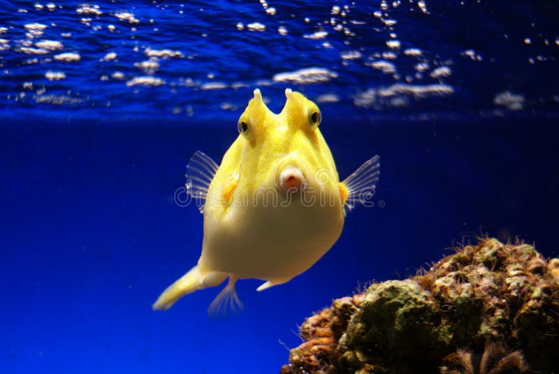 Yellow Boxfish