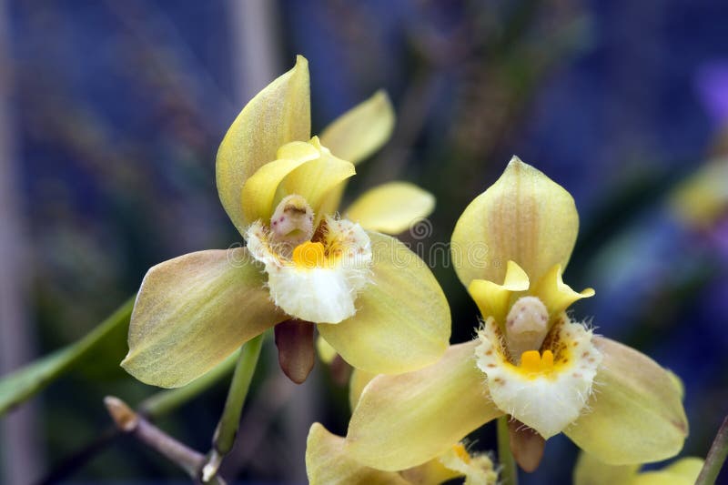 443 Brazilian Orchid Stock Photos - Free & Royalty-Free Stock