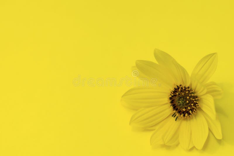 Yellow Bright Background with Yellow Flower on the Right. Banner for Writing  Your Text, Copy Space, Blur Stock Photo - Image of billboard, design:  195755592