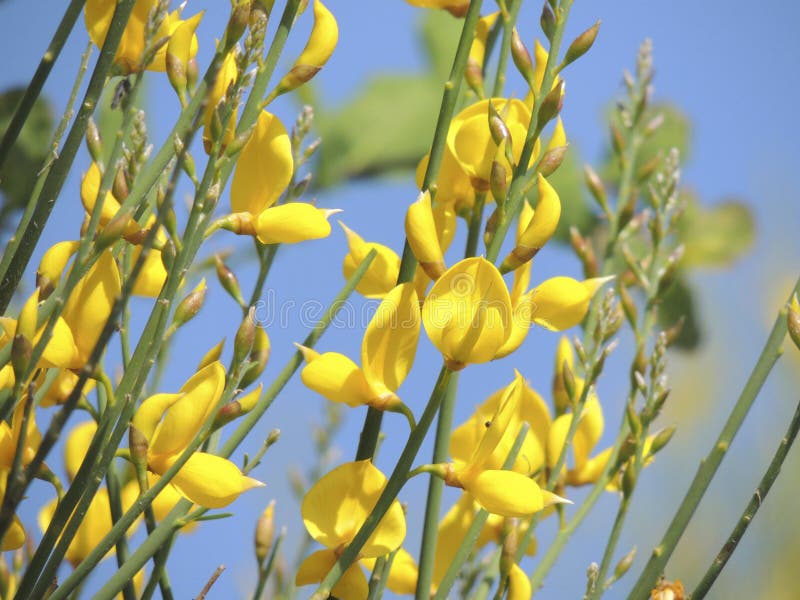 Yellow Broom stock image. Image of grow, yellow, broom 51489287